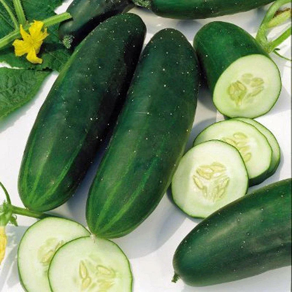 Straight Eight Cucumber Seeds - 60+ Non-GMO Heirloom - Cucumis sativus - Ideal for Home Gardens & Containers - USA