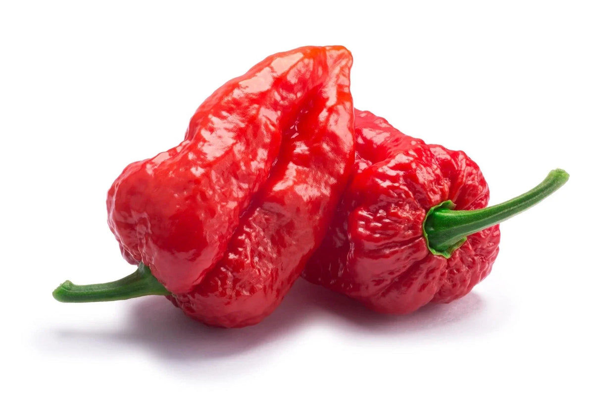 Ghost Pepper Seeds - 20+ Organic Capsicum chinense - Hottest Peppers for Planting, Unique Flavor for Spicy Food Lovers