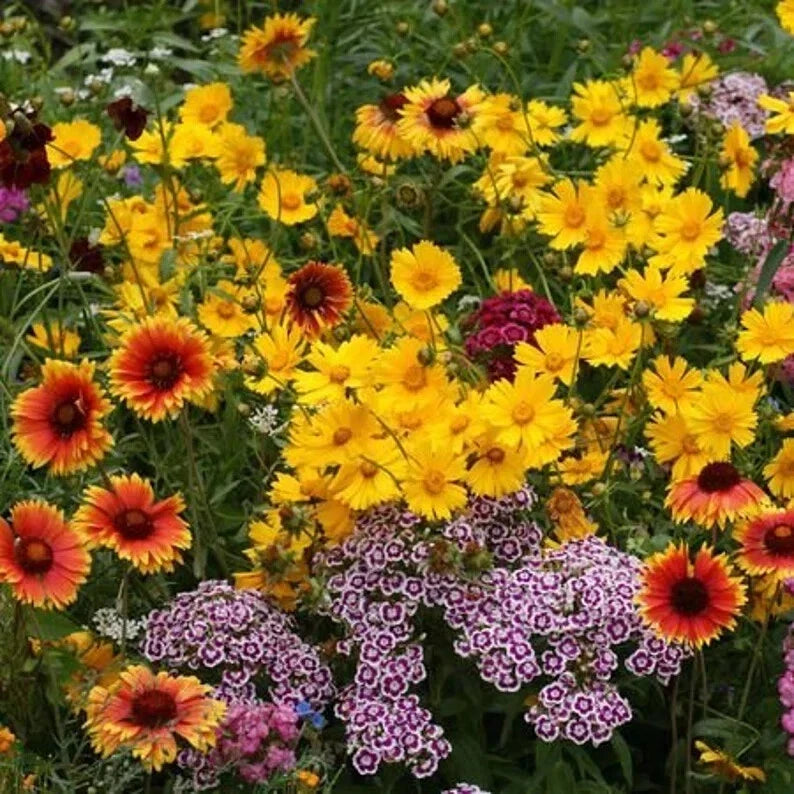 Kneehigh Wildflower Seeds - 200 Organic Seeds for Pollinators - Non-GMO Blend for Gardens & Meadows - Varied Species