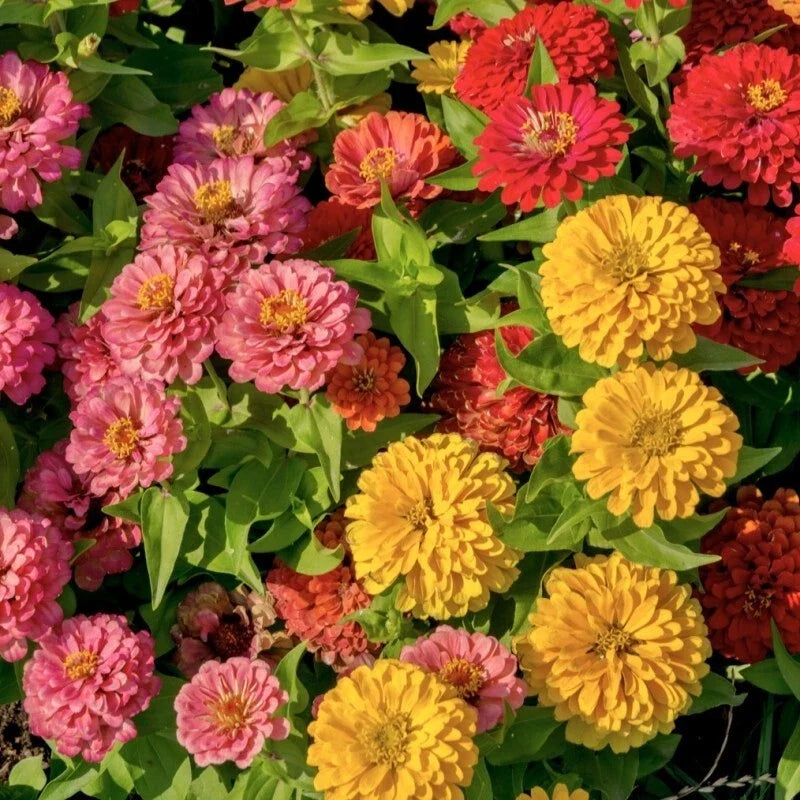 Zinnia Seeds - 100+ Premium Sunbow Mix - Zinnia elegans - Vibrant Colors for Garden Planting - Non-GMO, USA
