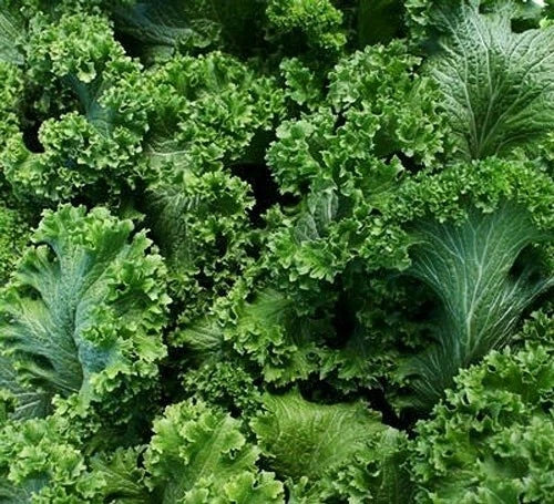Southern Giant Curled Mustard Seeds 500+ Heirloom Non-GMO Brassica juncea for Home Garden, USA Grown, Free Shipping