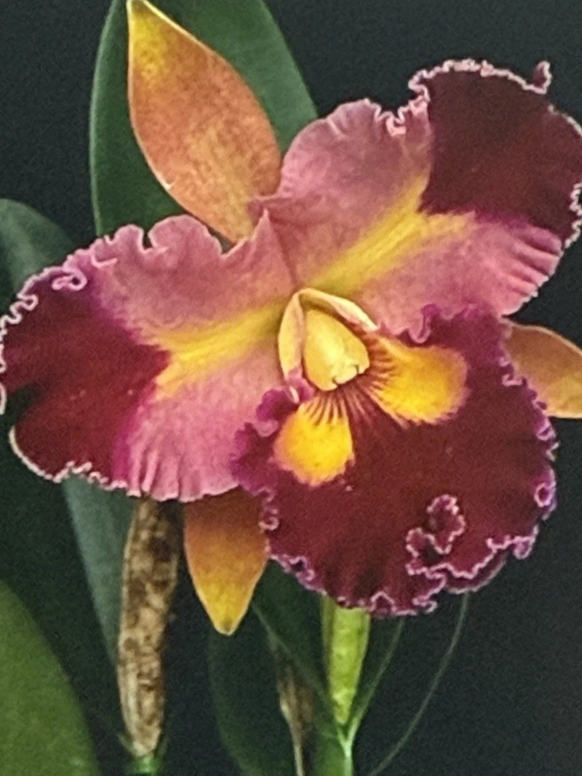 Cattleya Orchid Plant Bare Root 2-3 Stems Unique Flowering Houseplant Cattleya spp. Ideal for Indoor Outdoor Growing