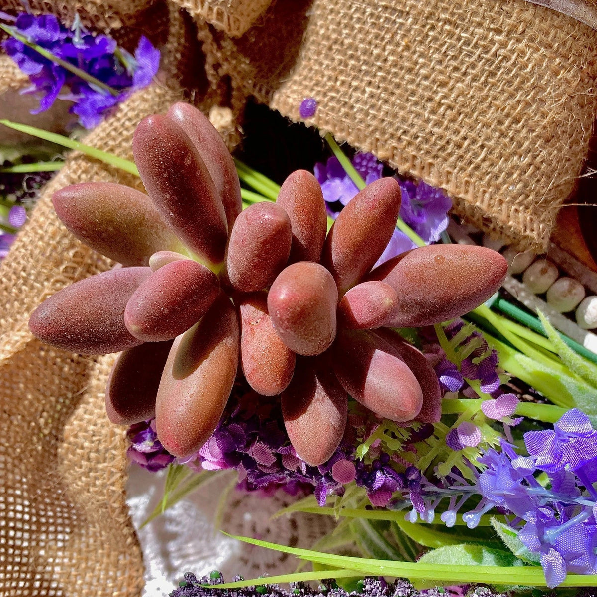 Rare Live Succulent - Bare Root Captain Jessop Pachyphytum oviferum - Unique Drought-Tolerant Plant for Wedding Favors & Decor