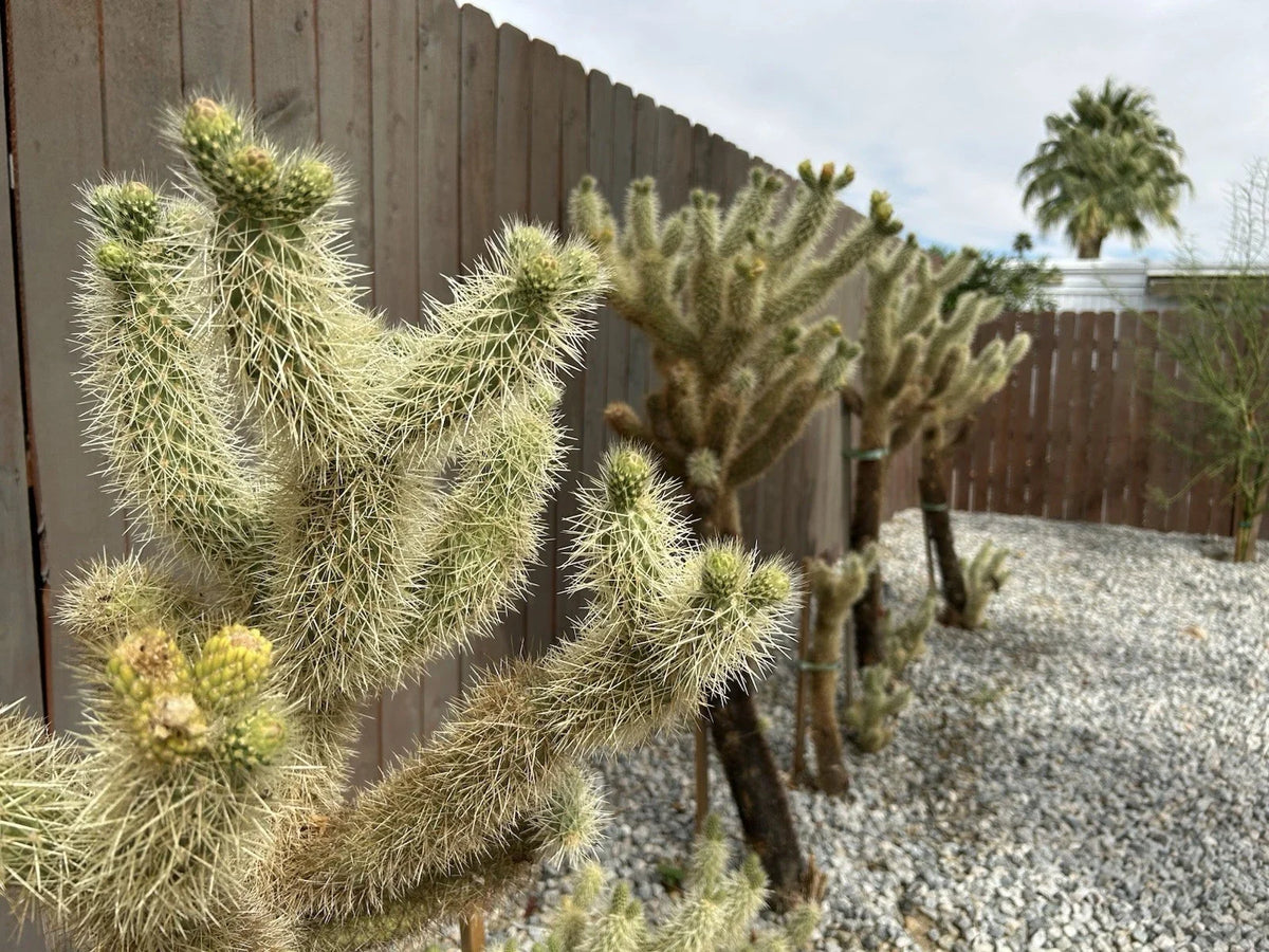 Live Teddybear Cholla Cuttings - 3 Pack - Cylindropuntia Bigelovii - Drought-Tolerant Cactus for Indoor or Outdoor Gardening