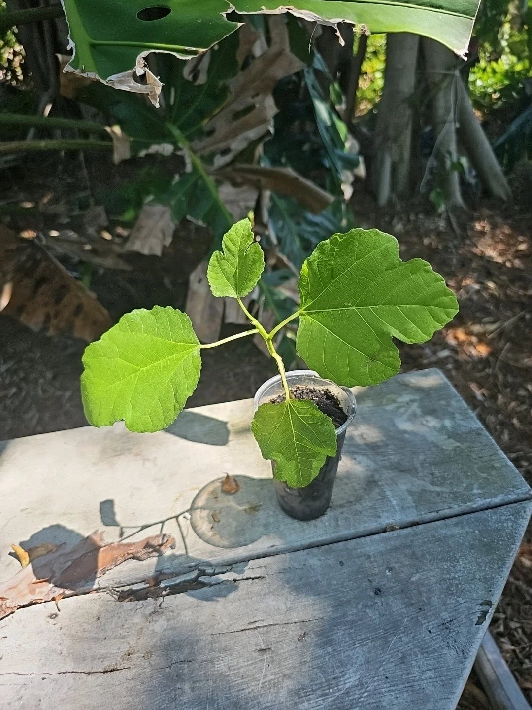 Fig Tree Starter Plant 3" Pot Edible Ficus carica - Easy to Grow, Compact, Perfect for Small Spaces and Container Gardening