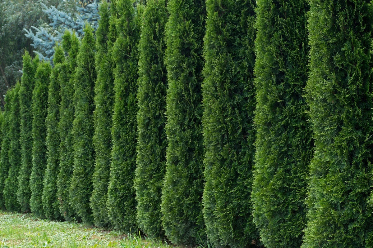 50 Thuja Tree Seeds - White Cedar Arborvitae - Thuja occidentalis - Ideal for Hedges and Privacy Screens