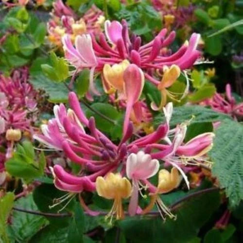 Honeysuckle Vine Plant - Rooted Starter - Candy Swirl Lonicera - Attracts Hummingbirds - Colorful Blooms for Garden