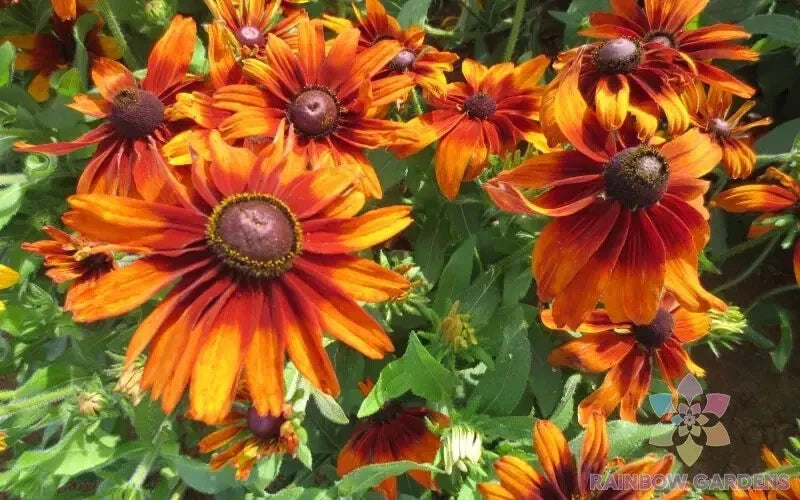 Cappuccino Rudbeckia Seeds - 200+ Pack - Black-eyed Susan - Rudbeckia hirta - Easy to Grow Garden Flowers - USA