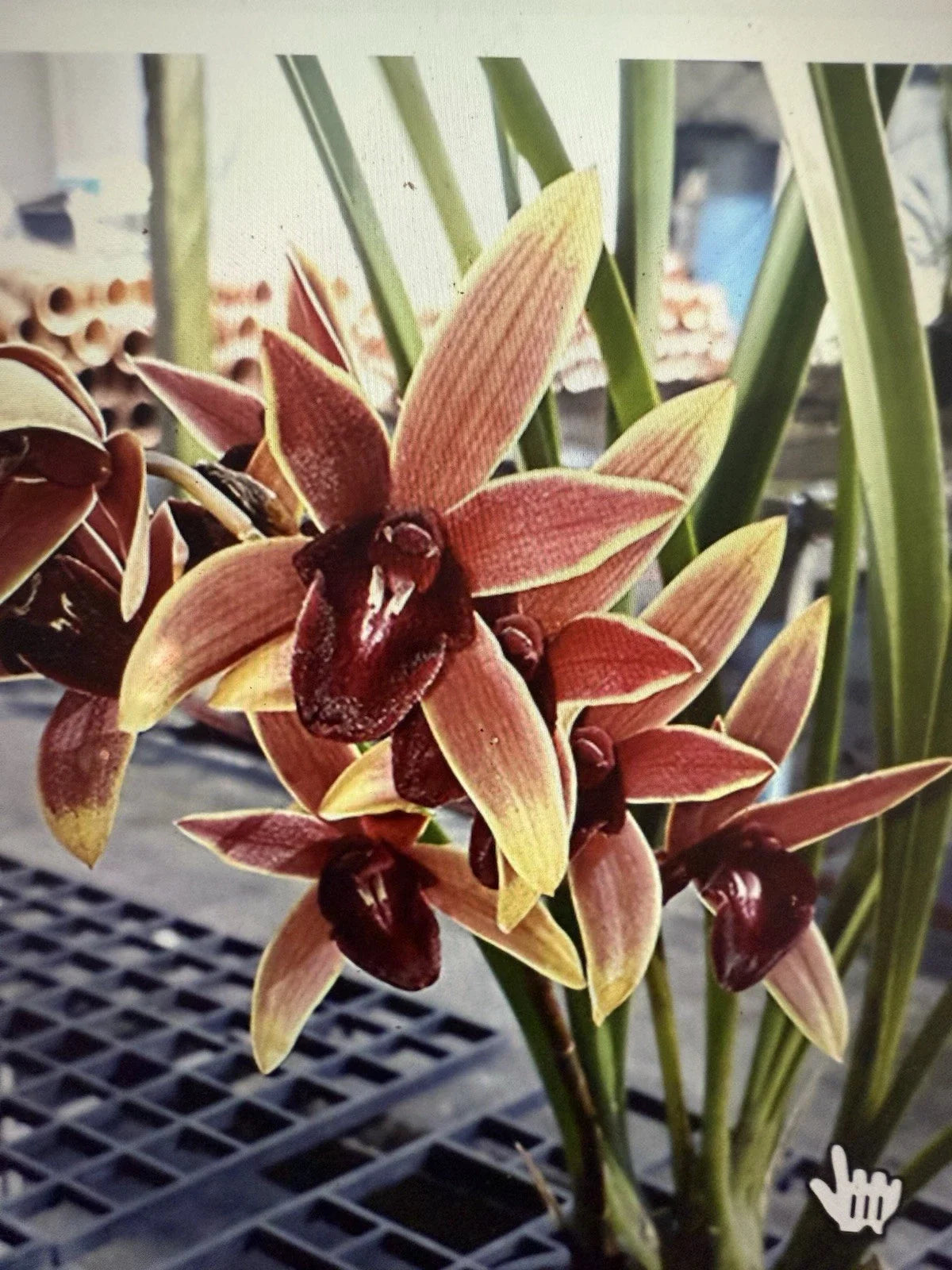 Cymbidium Orchid Plant Bare Root 1 Bulb 'Aussie Dreamtime' Exotic Flowering Houseplant Cymbidium spp.