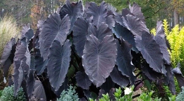 Black Ruffles Elephant Ear Plant - Small Rooted Starter - Unique Black Foliage - Colocasia esculenta - Tropical Perennial