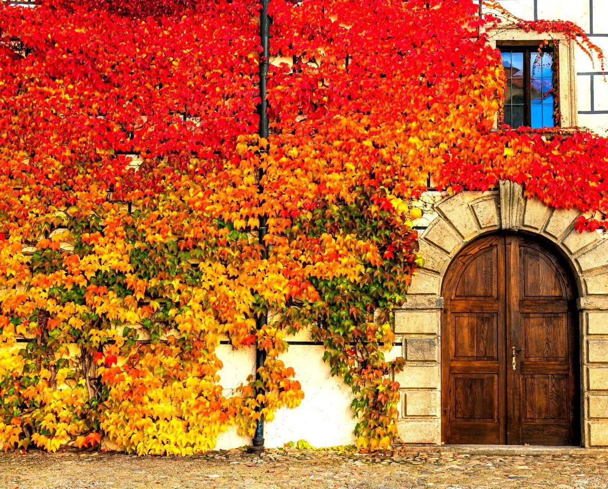 Virginia Creeper Seeds - 50+ Seeds - Fast-Growing Climbing Vine - Parthenocissus quinquefolia - Ideal for Gardens and Landscapes
