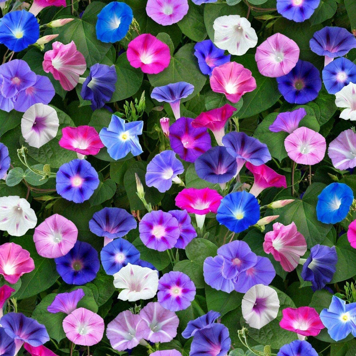 Morning Glory Seeds - Climbing Vine - Colorful Blooms - Ipomoea purpurea - Easy to Grow for Garden Trellises and Fences
