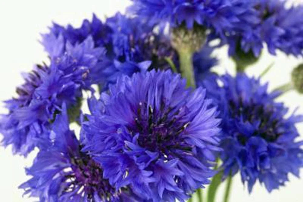Bachelor Button Seeds, 1000 Seeds, Tall Blue Variety, Centaurea cyanus, Vibrant Blooms for Garden