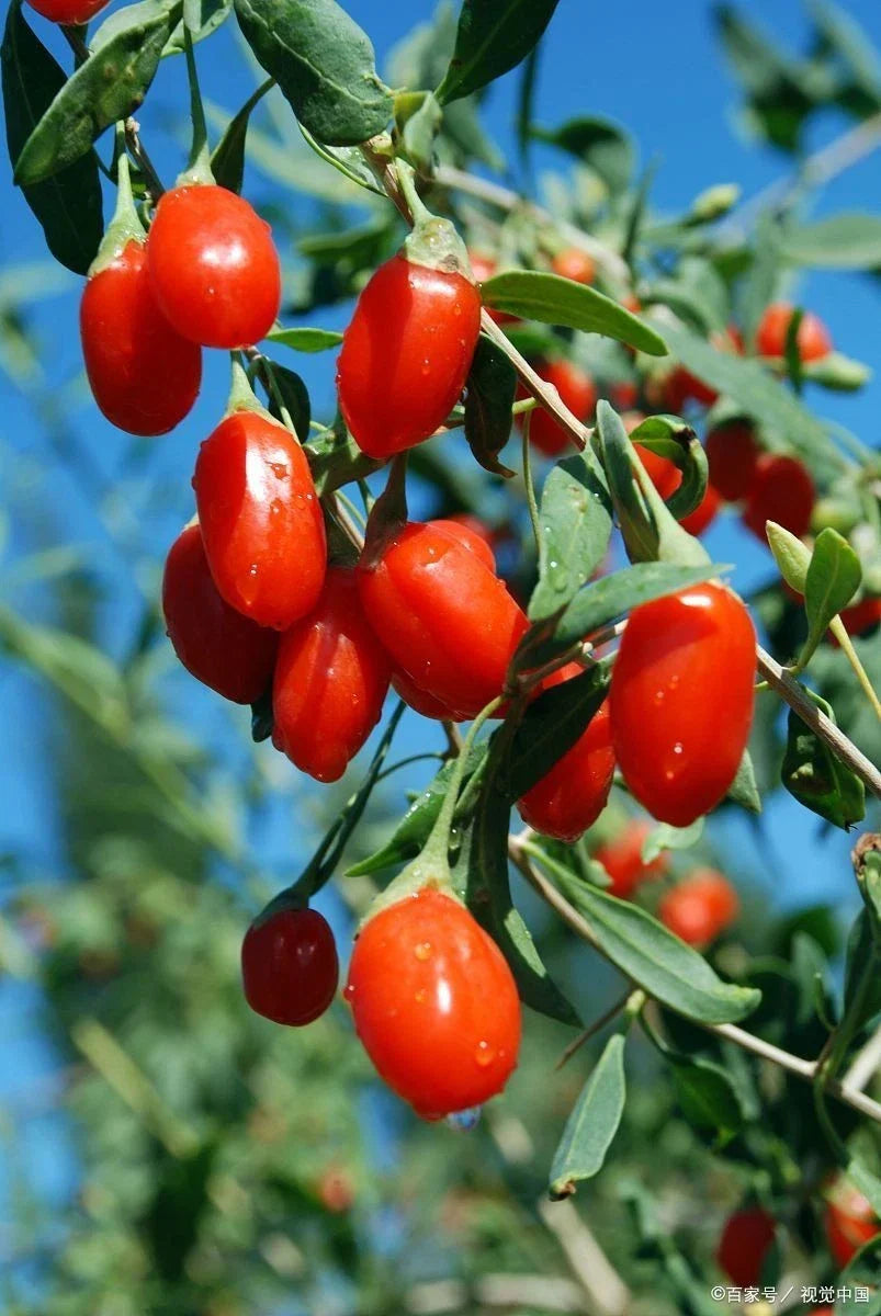 Goji Berry Live Starter Plant - Well Rooted, Healthy Growth, Lycium barbarum - Nutrient-Rich Superfood for Home Garden
