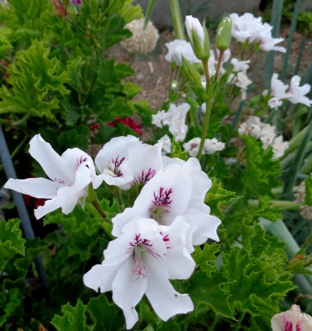Fancy Regal Geranium Cuttings - 3 x 6" White & Purple Pelargonium - Indoor Gardening Plants - Easy Care, Pollinator Friendly