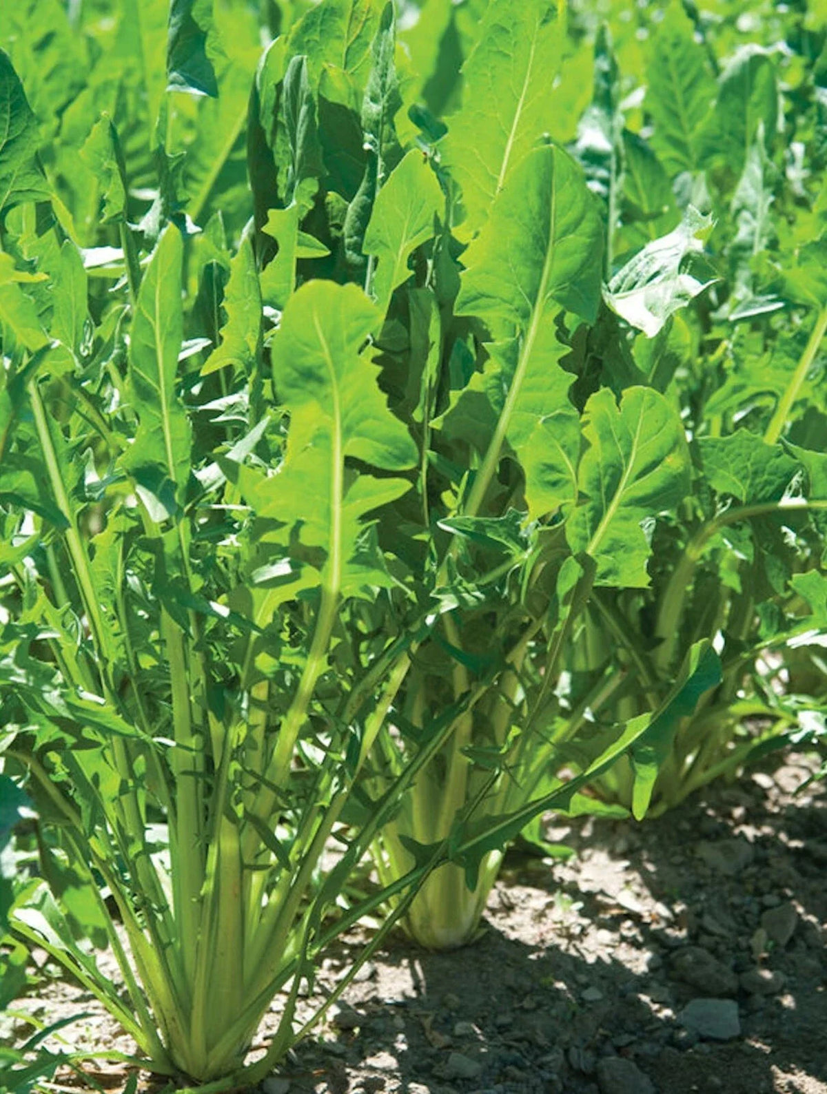 Heirloom Endive Seeds - 1000 Pack - Italian Dandelion Catalogna Emerald - Cichorium intybus - Non-GMO, Nutrient-Rich Garden Seeds