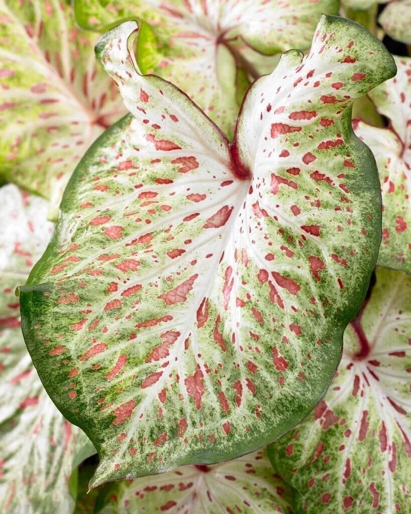Caladium Bulbs - Gingerland Variety - Tropical Foliage - Caladium bicolor - Vibrant Green & Pink Heart-Shaped Leaves