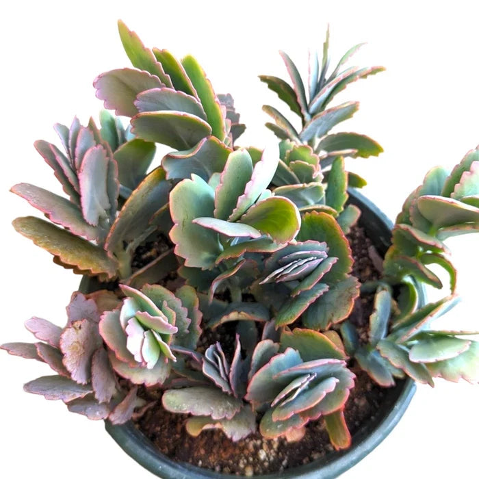 Kalanchoe Fedtschenkoi 'Majestic Scallops' Live Plant - 6 Inch Bare Roots Succulent for Home Decor - Exotic Scalloped Leaves