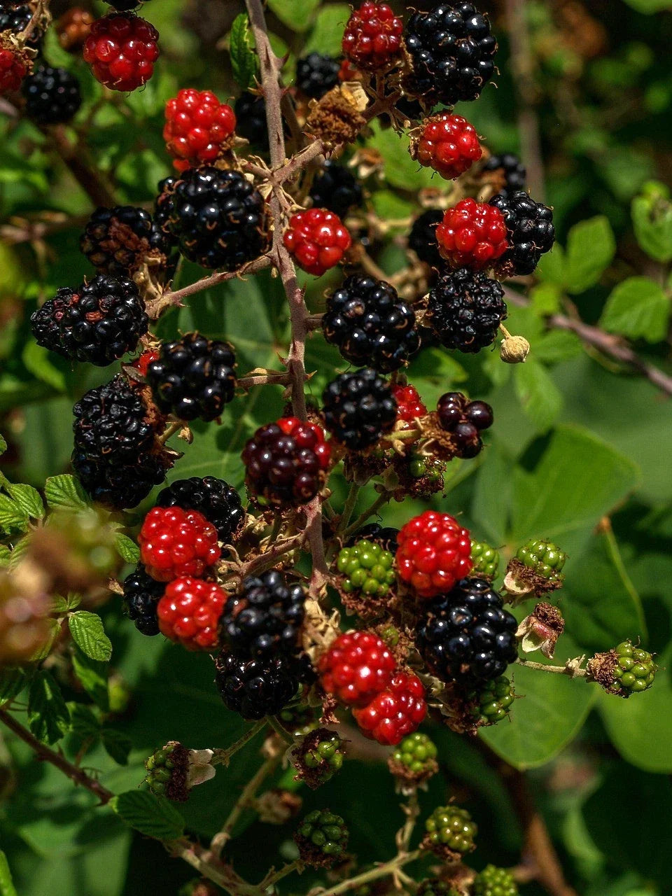 Organic Thornless Blackberry Cuttings - 6" Un-Rooted - 4 Count - Rubus fruticosus - Non-GMO, Easy to Grow, Delicious Berries