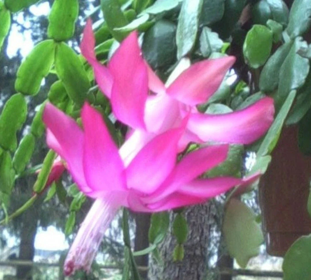 Christmas Cactus 3 Plants Pot Old Fashioned Pink Schlumbergera × buckleyi - Vibrant Winter Blooms for Indoor Decor