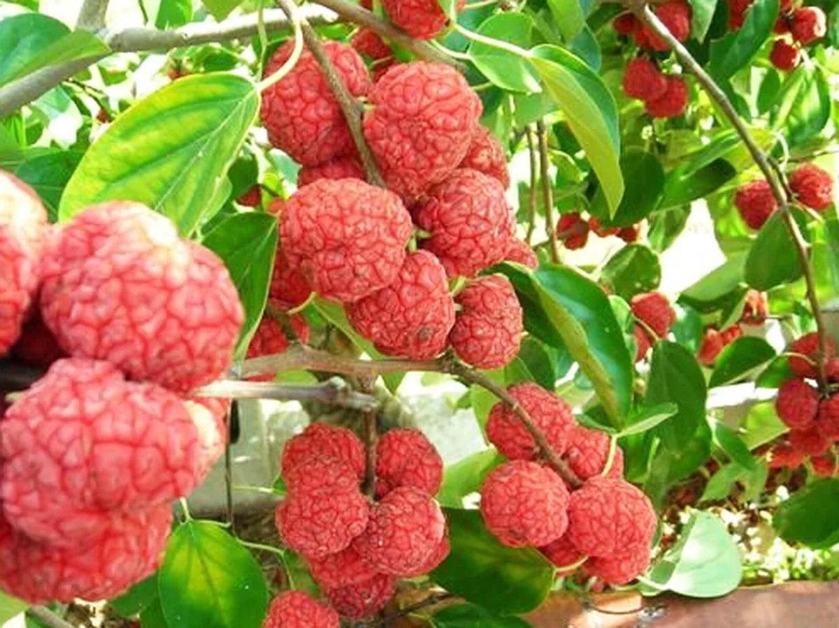 Mandarin Melon Berry Tree Seeds - Organic Superfood - Maclura tricuspidata - 10 Seeds for Home Garden & Orchard