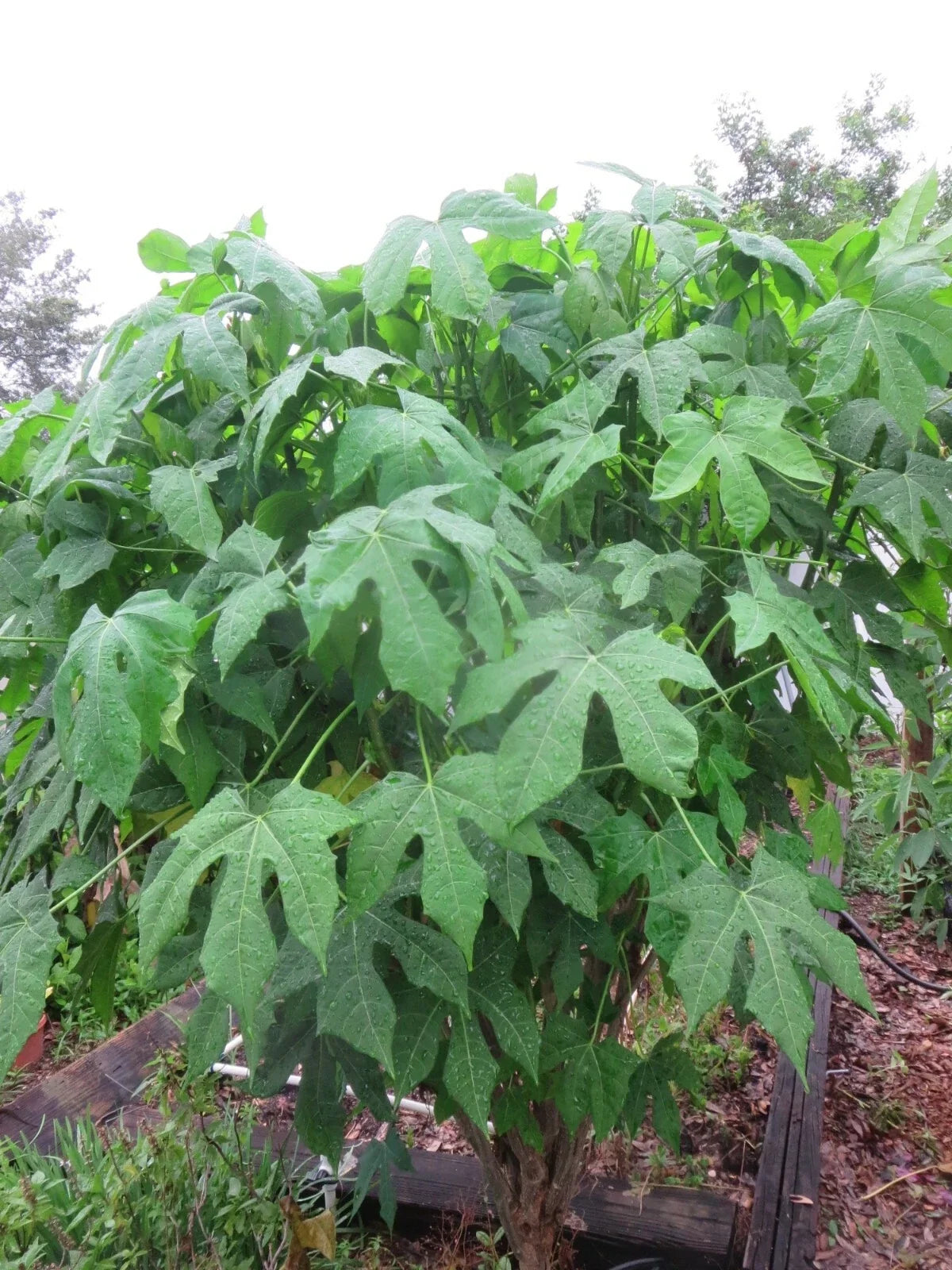 Organic Chaya Cuttings - 5 Spineless Chaya Mansa Maya Cuttings - Cnidoscolus aconitifolius - Perfect for Edible Gardens