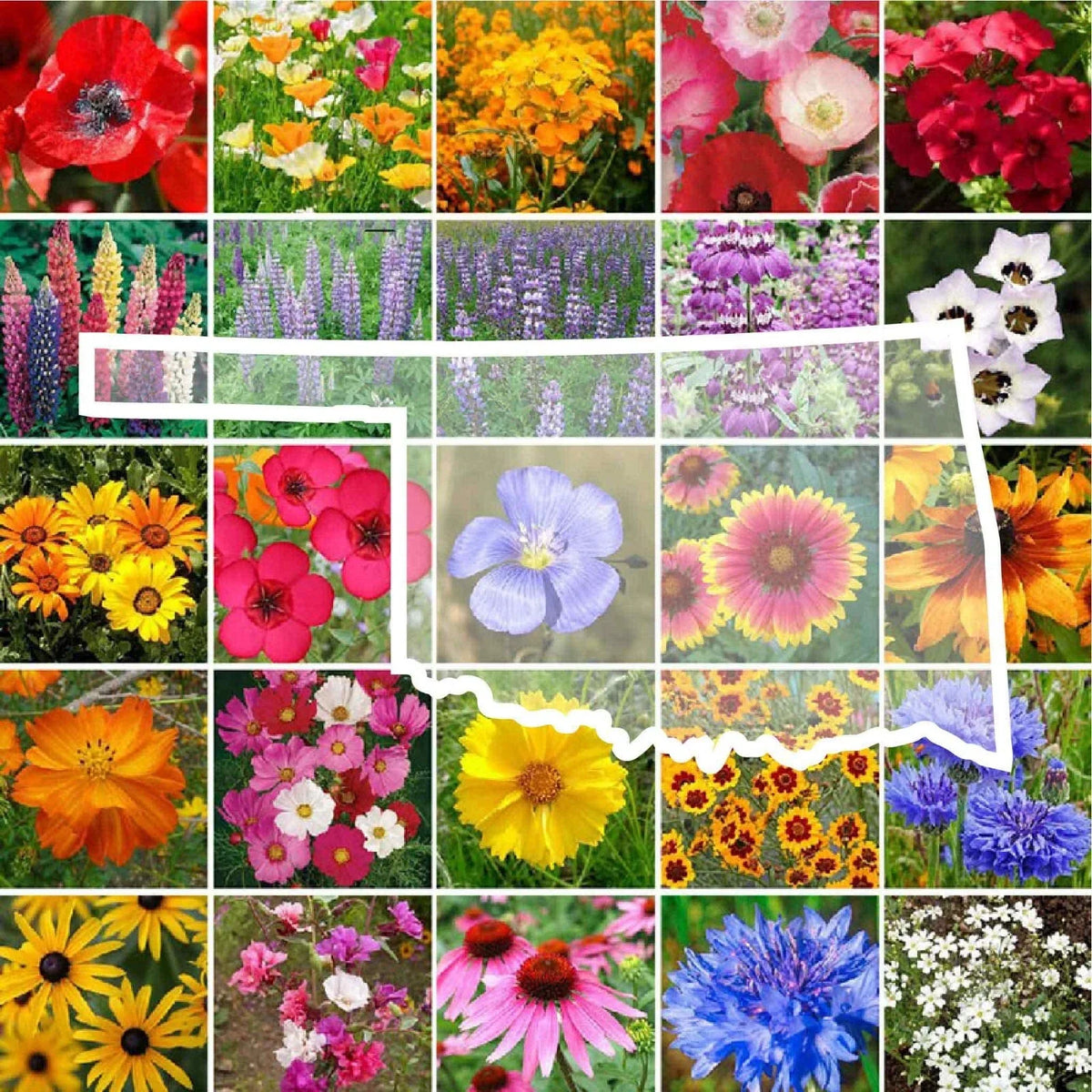 Oklahoma Wildflower Seed Mix - 1000 Non-GMO Seeds - Native Perennials & Annuals - Various (Coreopsis, Coneflower)