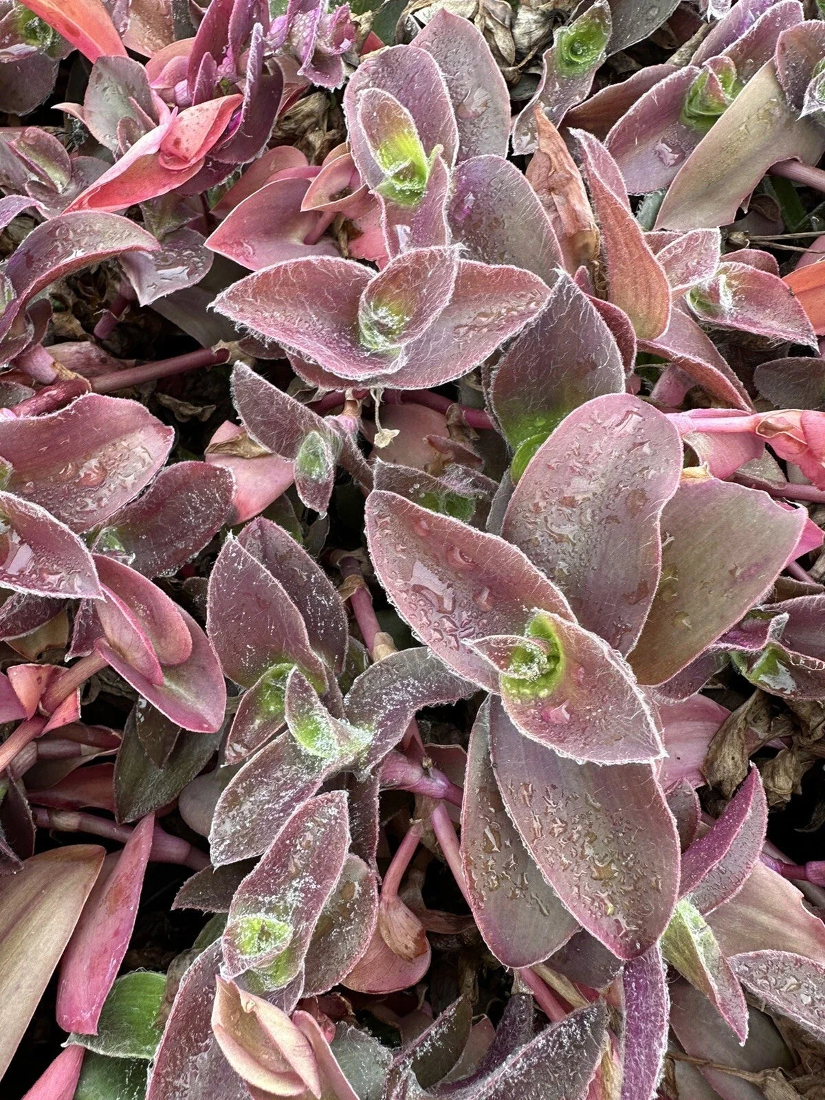 Tradescantia Cuttings - 5 Unrooted Pale Puma Fuzzy - Wandering Jew (Tradescantia zebrina) for Indoor Gardens and Terrariums