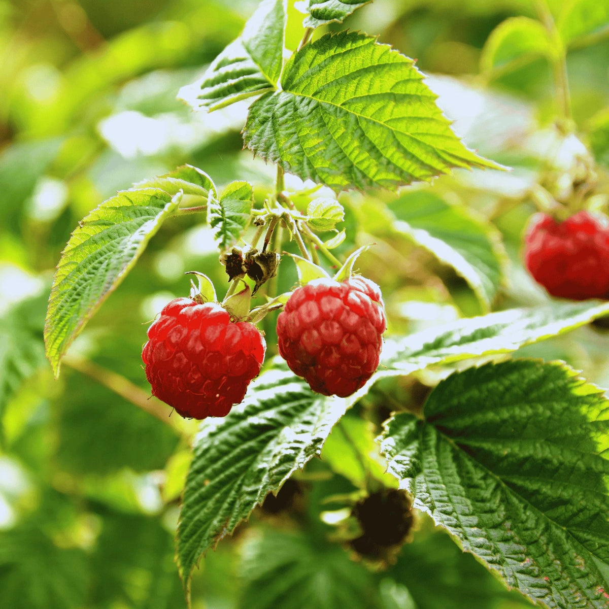 Polana Raspberry Canes - Bare Root, 1-Year-Old - Rubus idaeus 'Polana' - High-Yielding, Sweet Raspberries for Home Gardens