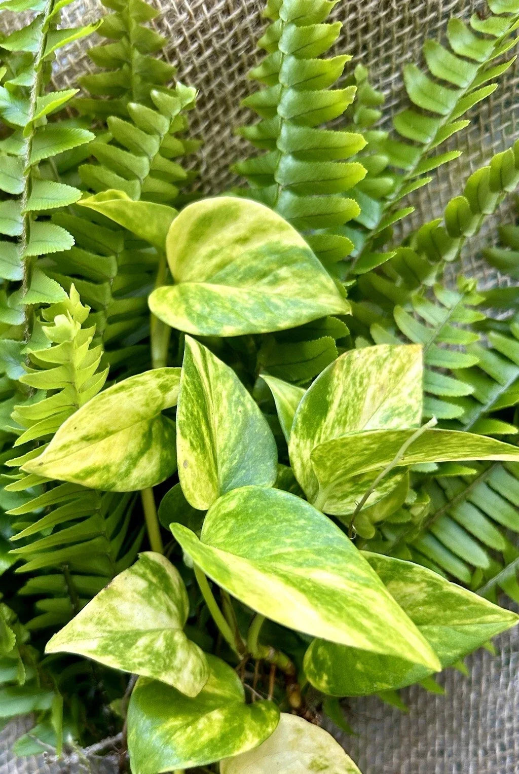 20 Rooted Plant Cuttings - Pothos & Ferns - Indoor Houseplants - Epipremnum aureum & Various Fern Species