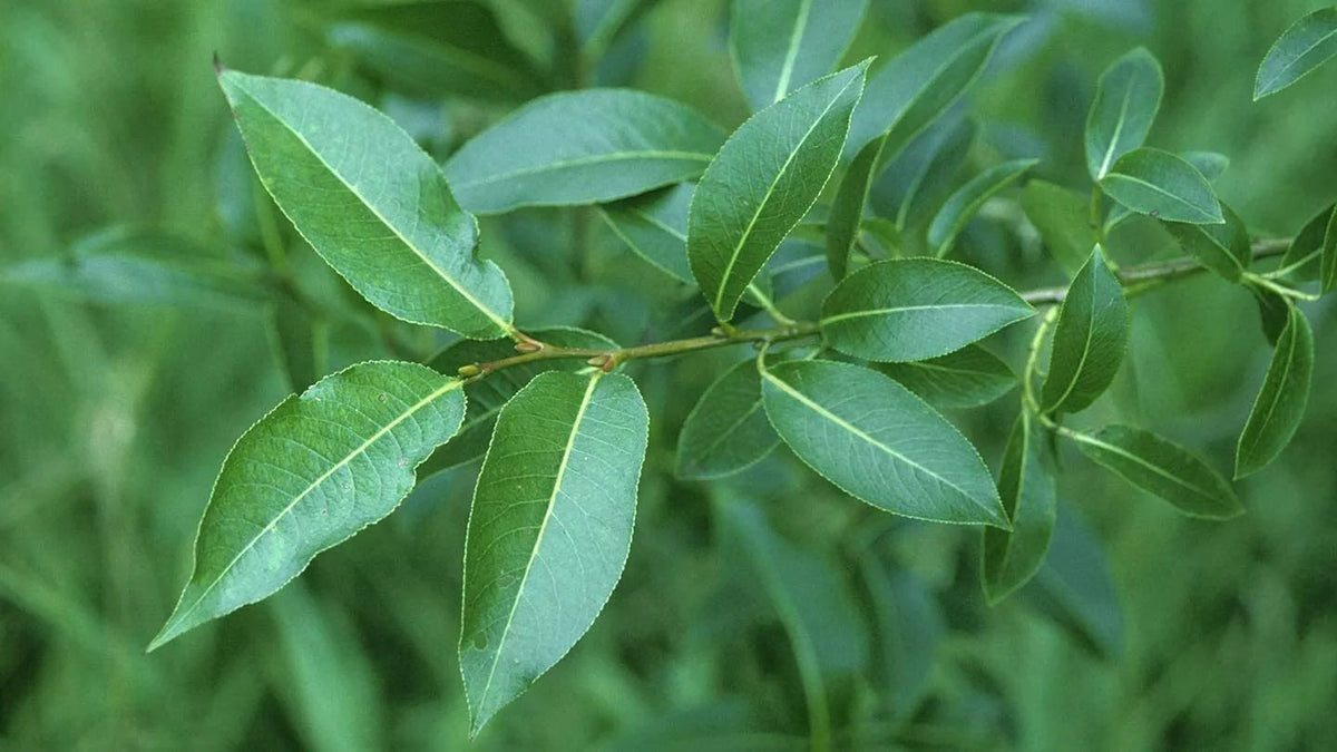 Bay Leaf Willow Tree Cuttings - 4 Pack - Salix pentandra - Rare Varieties - Aromatic Foliage for Unique Gardens
