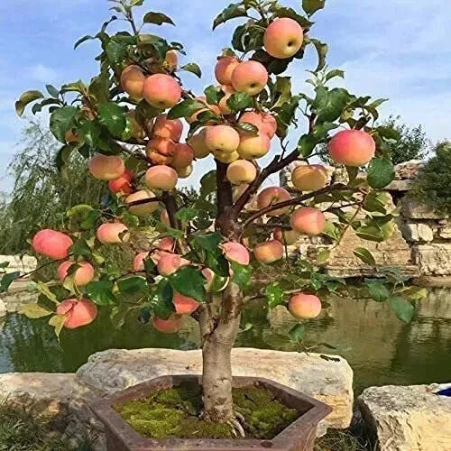 Dwarf Bonsai Apple Tree Seeds - 20 Count - Malus Domestica - Indoor Fruit Gardening - Mini Apple Variety