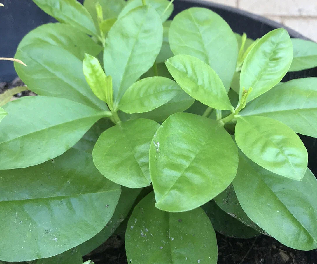 Jewels of Opar Live Plants - 4 Bare Root Talinum paniculatum - Edible Succulent Herbs for Garden or Home Decor