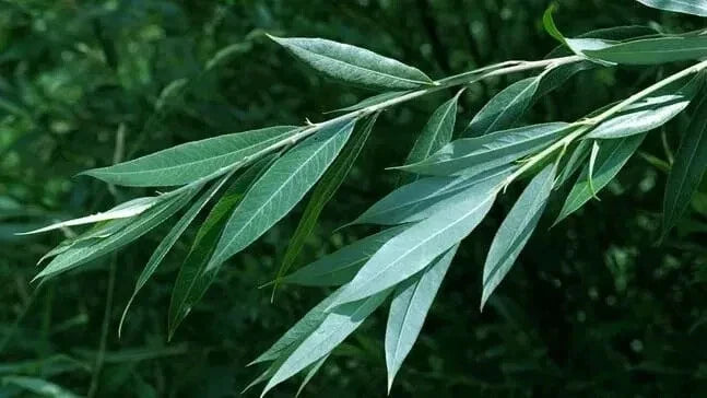 White Willow Tree Cuttings, 5+ Cuttings, Salix Alba, Medicinal Herb for Natural Pain Relief