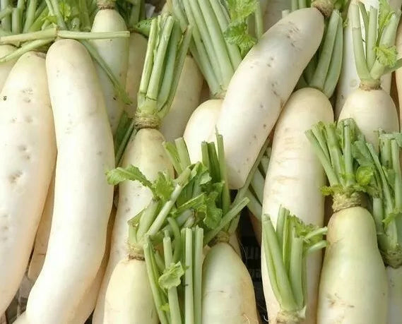 Daikon Radish Seeds 200 Ct - Japanese Minowase Non-GMO - Raphanus sativus var. longipinnatus - Vegetable Gardening Seeds