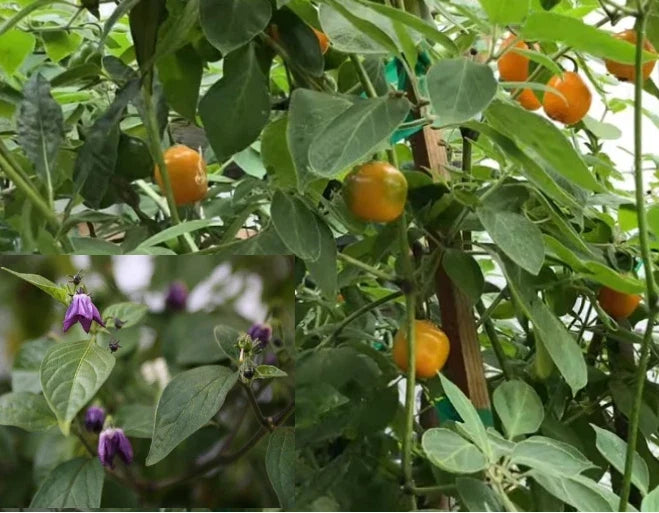 Manzano Chile Seeds - 25+ Seeds - Capsicum pubescens - Apple Chili Pepper, Rocoto Variety for Garden or Container