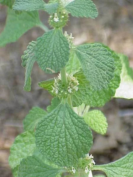 Horehound Herb Seeds - 250+ Fresh Seeds for Planting - Marrubium vulgare - Non-GMO Culinary Herb for Home Garden