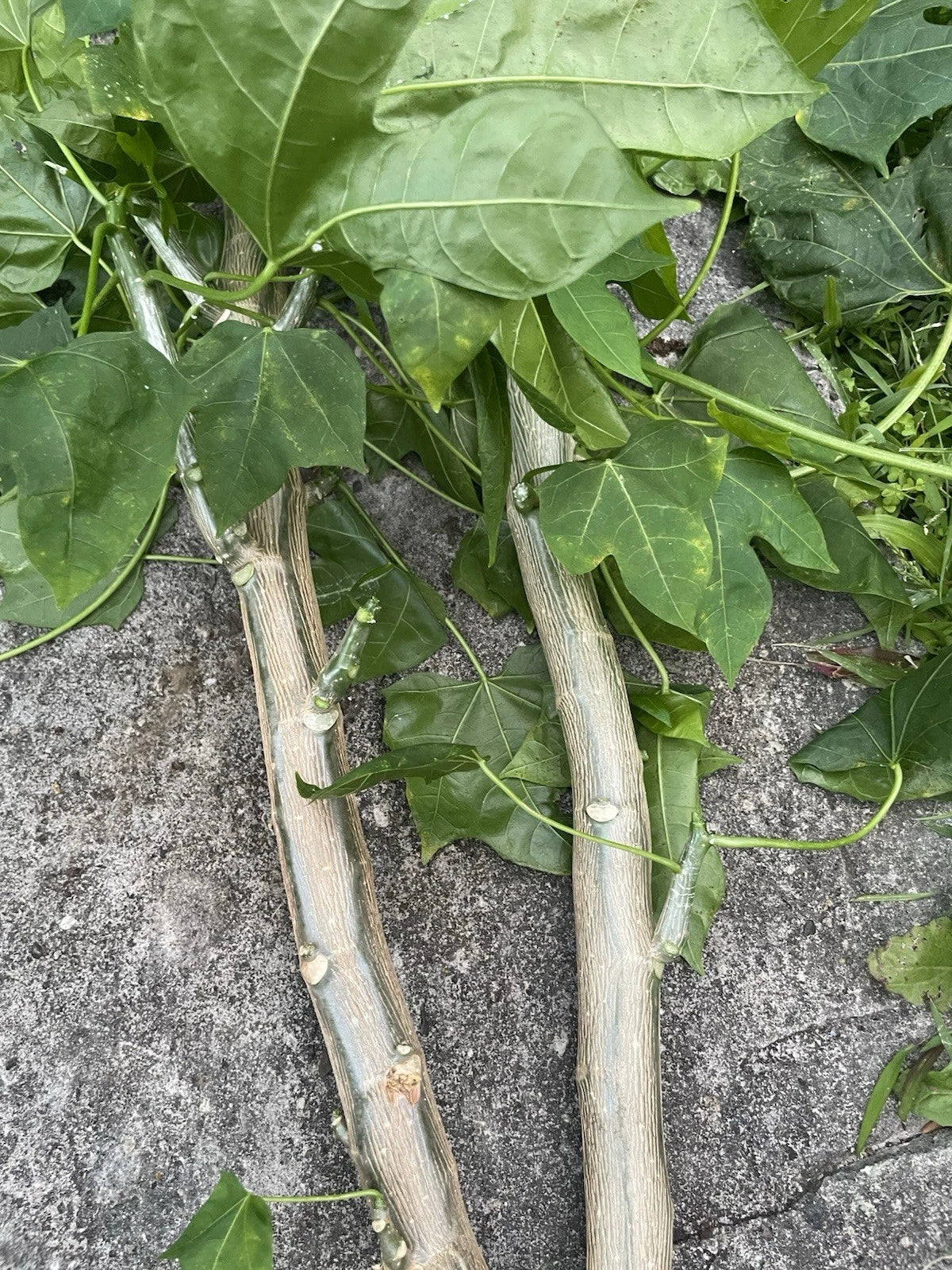 Chaya Cuttings - 15 Hawaii Maya Tree Spinach - Nutrient-Rich Volcanic Soil - Cnidoscolus aconitifolius