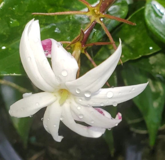 Angel Wing Jasmine Starter Plant 5-7" - Jasminum nitidum - Fragrant Clusters of White Flowers - Indoor/Outdoor Vining Plant
