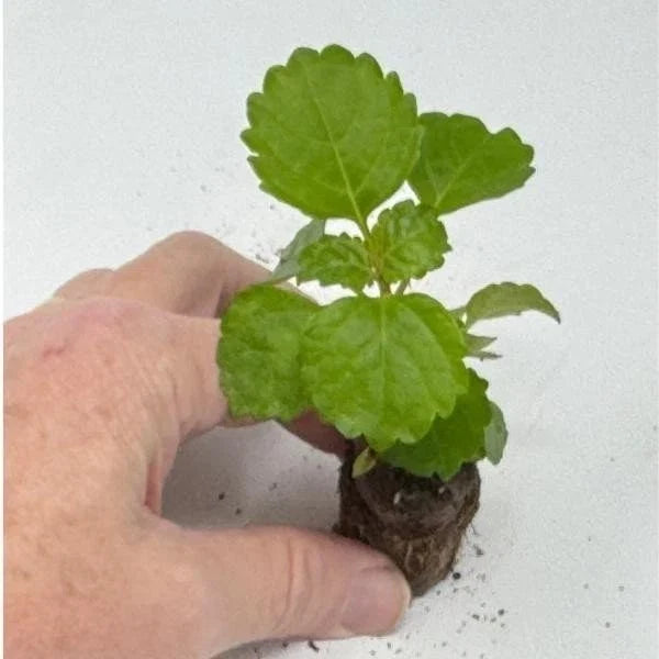 Live Rooted Starter Plant - Swedish Ivy Green - Plectranthus australis - Easy Care Indoor House Plant for Home Decor