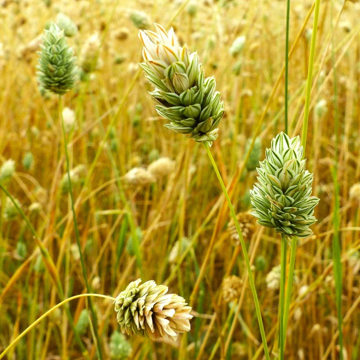 Canary Grass Seeds - 100 Count - Phalaris Arundinacea - Perennial, Drought-Resistant, Erosion Control, Attracts Wildlife