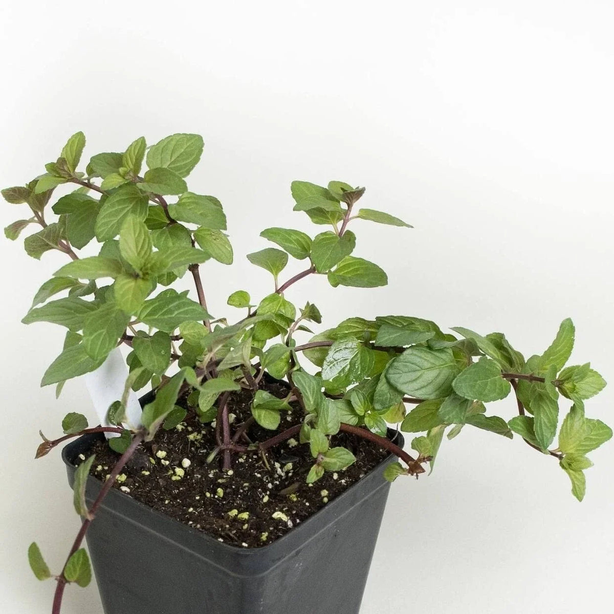 Chocolate Mint Plant Roots - 4 Plants - Mentha x piperita 'Chocolate' - Aromatic Herb for Gardens and Pots