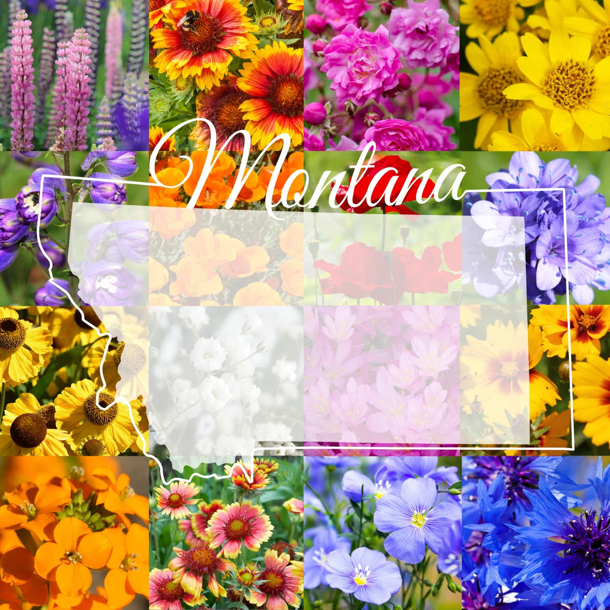 Montana Wildflower Seed Mix 1/2 lb - Native Flower Blend for Pollinators and Gardens - Various Species