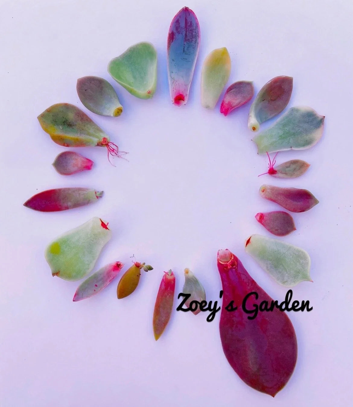 Succulent Leaves for Propagation - Assorted Varieties + Bonus Gift - Various Species for Gardening and Home Decor