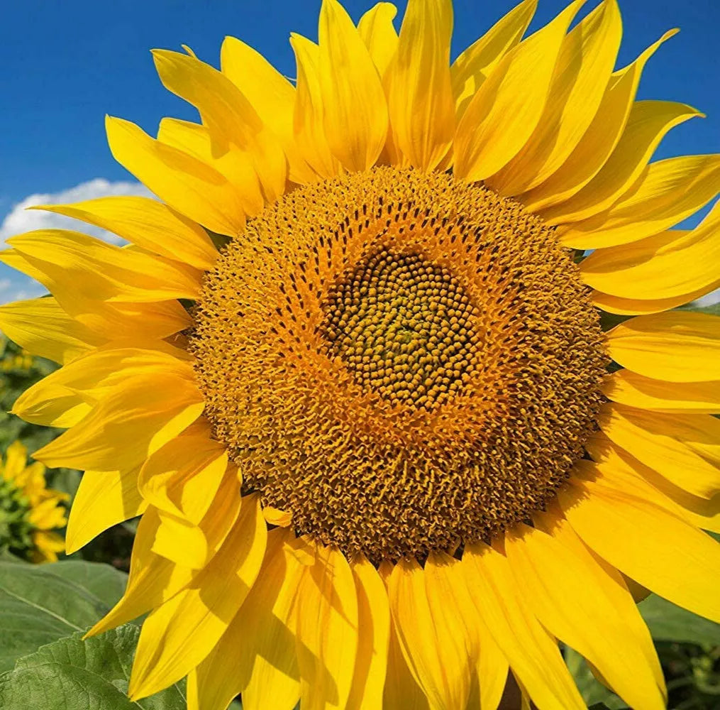 Mammoth Grey Stripe Sunflower Seeds | Giant Russian | Helianthus annuus | Non-GMO | 20 Seeds Packet