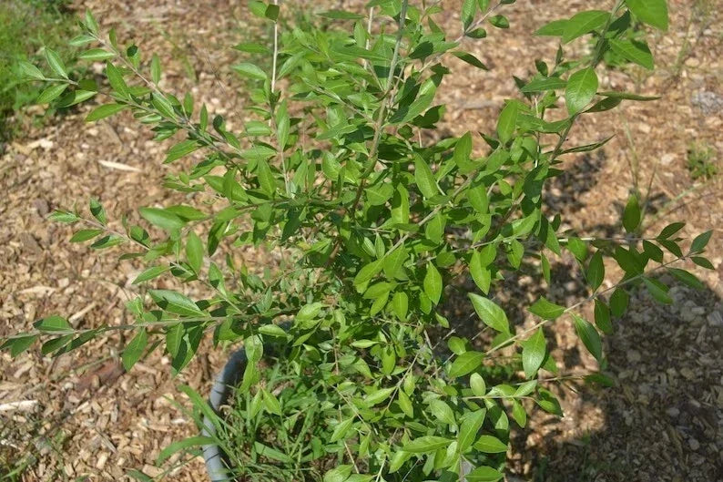 Henna Plant Live 10-14 Inches in Half Gallon Pot - Lawsonia inermis - Well-Rooted Fragrant Indoor/Outdoor Garden Plant