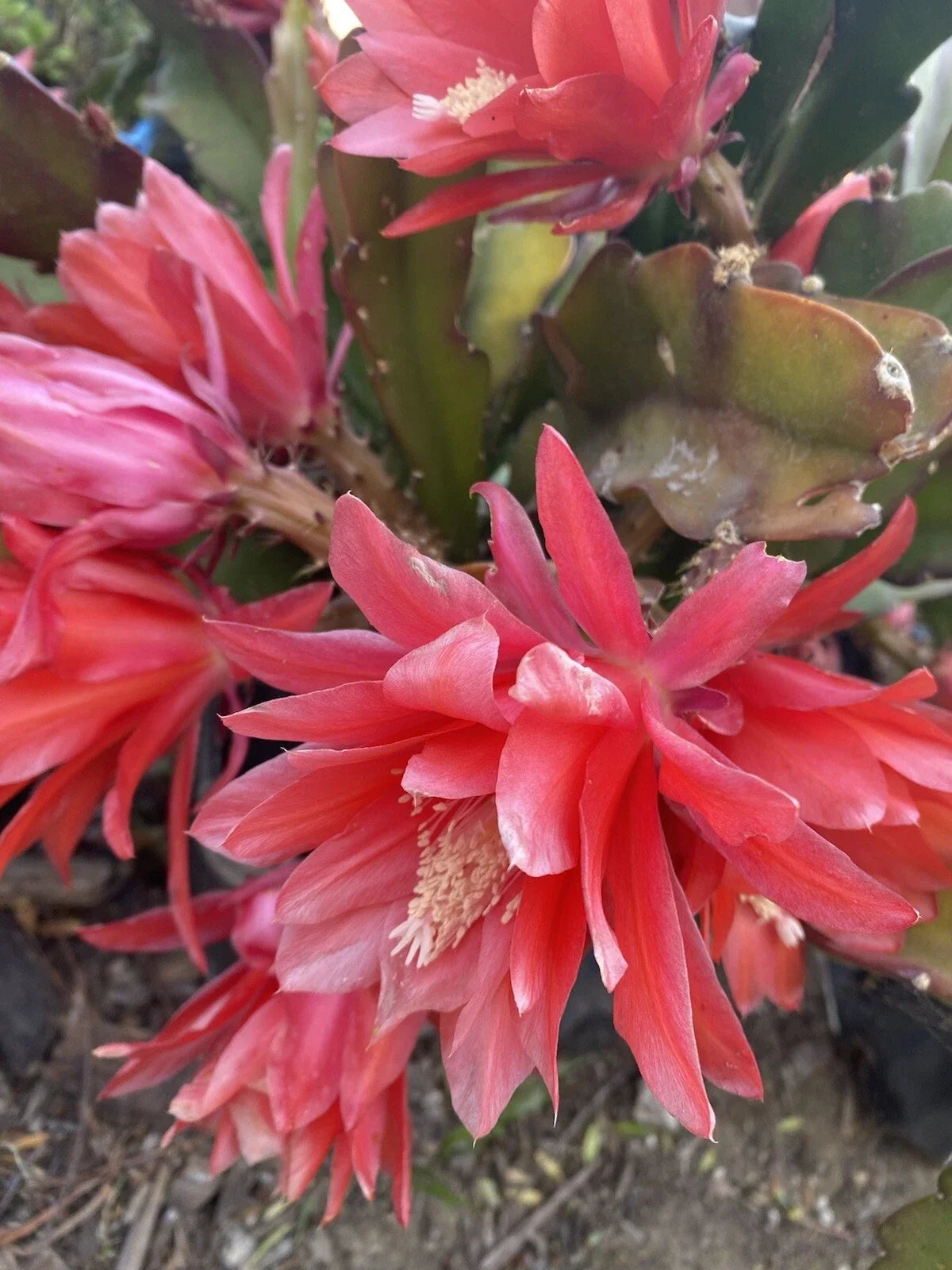 Red Orchid Cactus Cuttings, 3 Cuttings 4-8 Inches Long, Disocactus Ackermannii, Vibrant Red Flowers