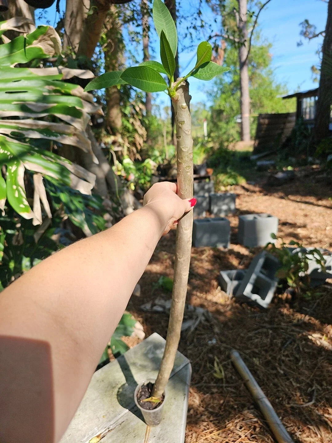 XL Rooted Plumeria Live Plant 3" Pot White Yellow Flowers Plumeria rubra