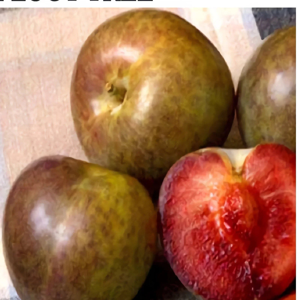 Flavor Supreme Pluot Tree Live Plant, 1/2" Trunk, Prunus domestica x Prunus salicina, Sweet Juicy Fruit for Home Gardens