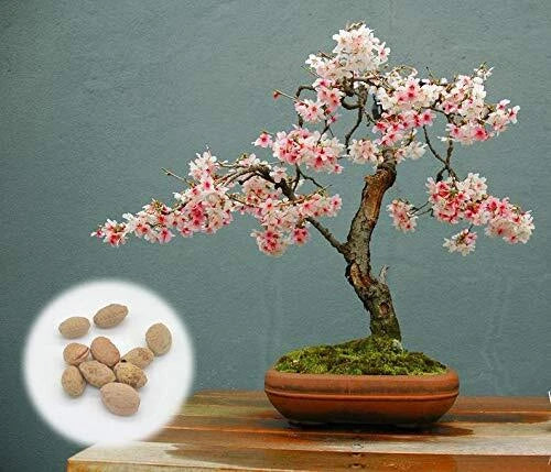 Japanese Flowering Cherry Blossom Seeds - 10 Rare Exotic Seeds - Prunus serrulata - Ideal for Bonsai Cultivation